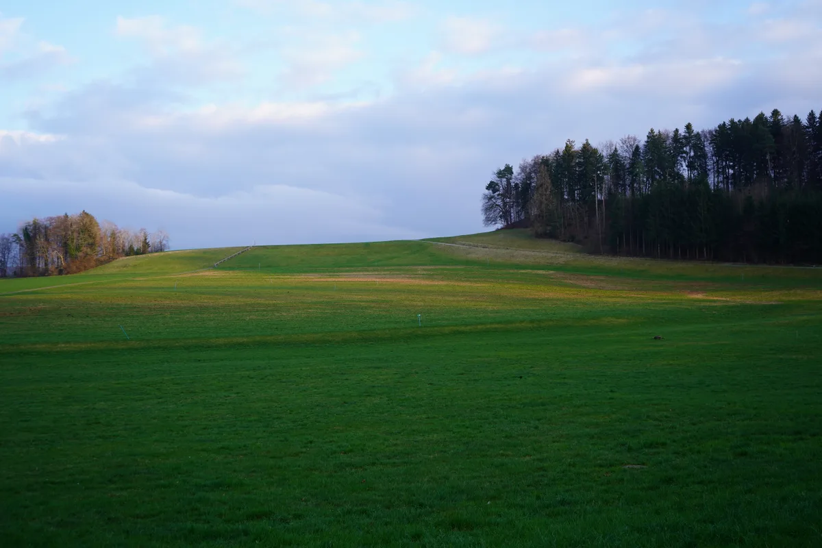 Ein Acker und Waldrand.